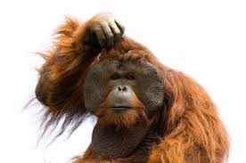 orangutan confused
