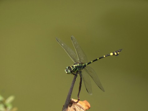 14085362878124.jpg image