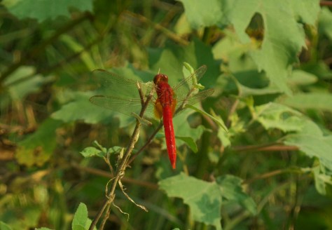 14085371802256.jpg image