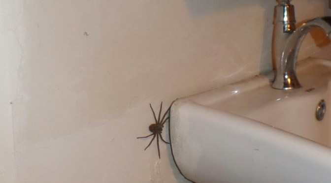 A Spider so big, it deserves a post of its own!