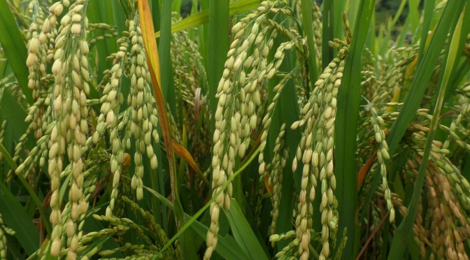 Trekking through the rice terraces of Sapa