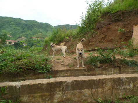 14095047613522.jpg image