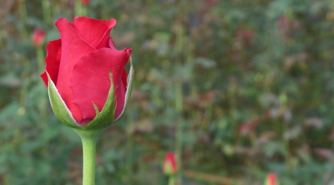 Da Lat, Vietnam. Mountains, wine, and a cat called Mau