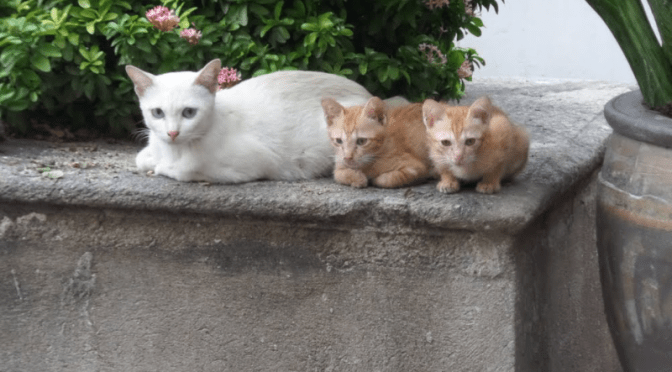 Bangkok – Prostitutes, stinky markets, and Thai Green Curry