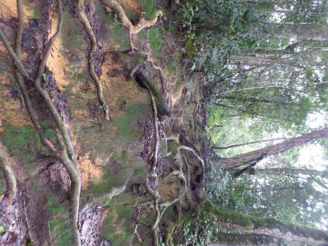 SAMSUNG CAMERA PICTURES